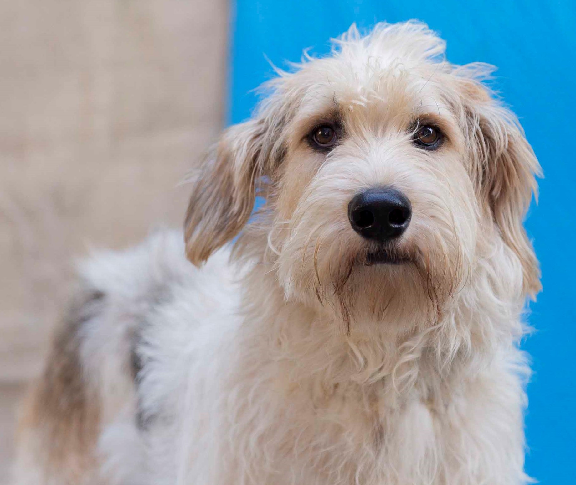 Xuxa está em pé em frente a um fundo azul. Seu pelo é branco, mas na orelha é marrom escuro